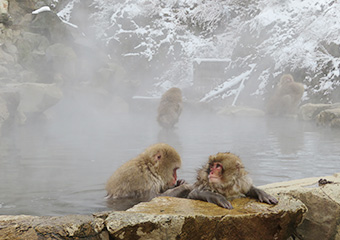 Snow Monkey