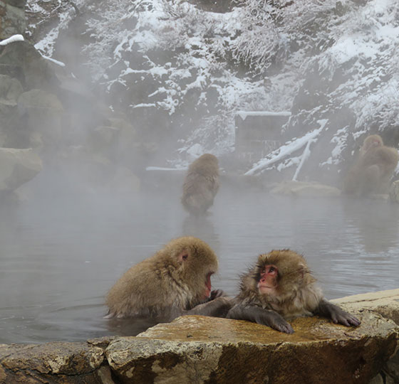 Snow Monkey