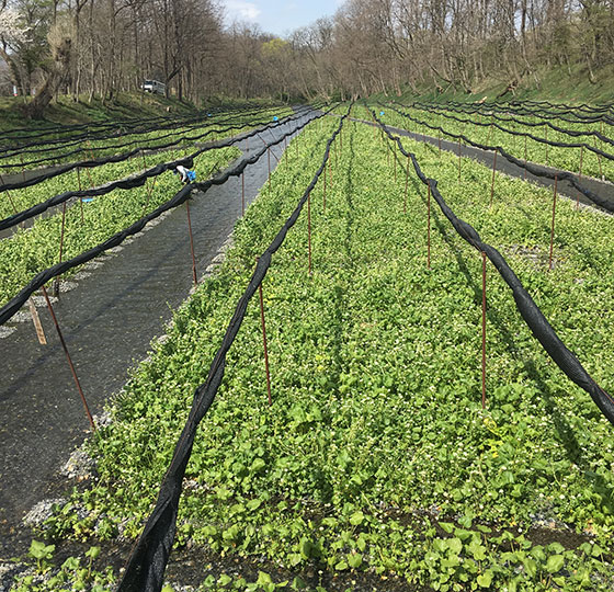 Daio Wasabi Farm